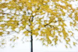 Abstract Nature Photography Drucke: Tree with autumn foliage backlit