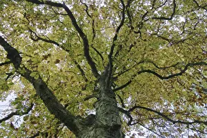 Coloured Leaves Drucke: Tree top of a autumnale colored chestnut tree