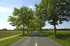 Empty Highway Drucke: Tree avenue