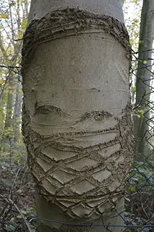 Drucke von Baumrinde mit Drahtgitter, Dortmund, Nordrhein-Westfalen, Deutschland Dortmund Drucke: Baumrinde mit Drahtgittercharakter.