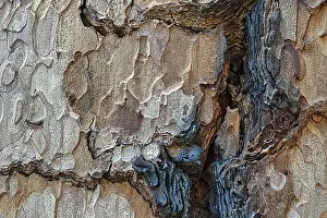 Giant Sequoia Tree Drucke: Tree bark with coloured structures