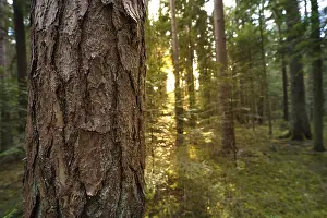 Black Forest Photography Drucke: Tree bark in focus in the Black Forest