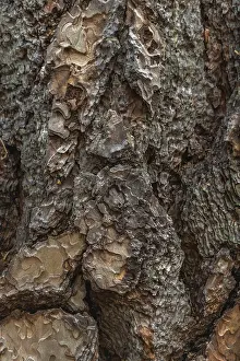 UNESCO World Heritage Site USA Drucke: Tree bark forms an intricate pattern of rugged