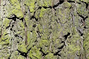 Close Up Tree Detail Drucke: Tree bark, Pear Tree (Pyrus communis)