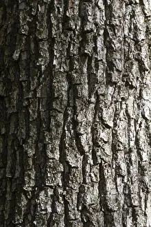 Tree Bark Texture Drucke: Tree bark texture with shadow and grident lighting