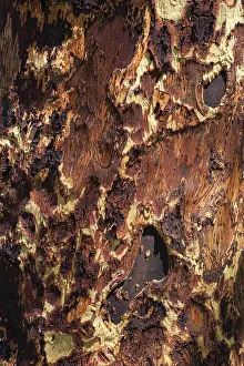 Tree Bark Texture Drucke: Tree bark as texture, wood, pattern