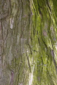 Tree Bark Texture Drucke: Tree bark, tree trunk, background