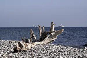 Coastal Nature Scene Drucke: Tree on the beach