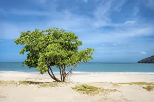 Bilder Datiert 22. Oktober 2024: Beach scene print tree blue sky