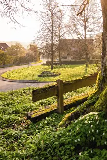 German Village Landscape Drucke: A tree with a bench in front of it