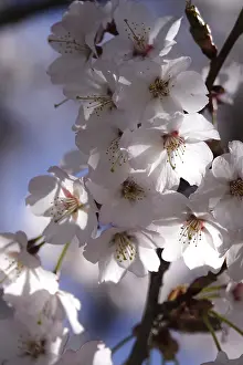 Spring In Germany Drucke: Tree blossom in spring, Germany