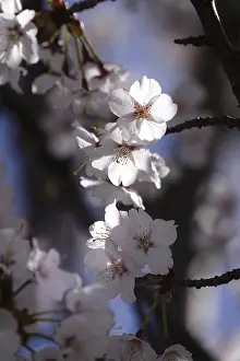Spring In Germany Drucke: Tree blossom in spring, Germany
