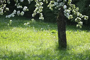 Springtime Flowering Trees Drucke: Tree blossum