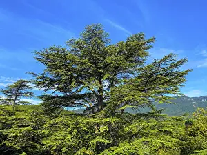 No People In Frame Drucke: Tree Top Against Blue Sky