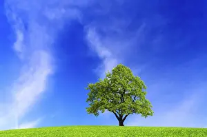 Deciduous Tree Photography Drucke: Tree on blue sky