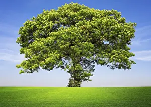 Gerahmter Druck : Baum auf blauem Himmel. Gerahmter Druck : Baum auf blauem Himmel.