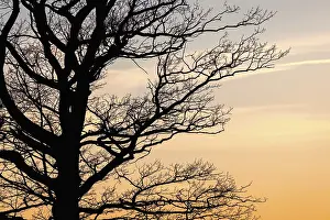 Empty Evening Landscape Drucke: Tree branches on a leafless tree in silhouette at sunset