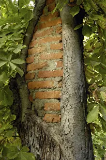Uninhabited Landscapes Drucke: Tree branches after tree pruning