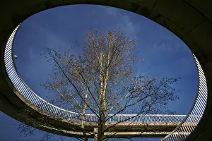 Modern Architecture Design Drucke: The tree in the bridge