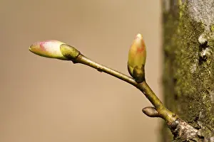 Springtime Nature Shots Drucke: Tree buds