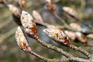 Deserted Tree Landscape Drucke: Tree buds swelling on branches