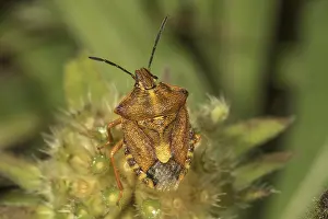 Nature Images Europe Drucke: Tree bug (Carpocoris) on a wilted flower