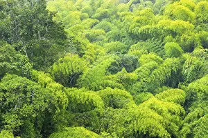 South American Scenery Drucke: Tree bush forest (Bambusoideae)