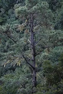 Caldera De Taburiente Nature Reserve Drucke: Detail of a tree in the Caldera de Taburiente