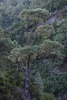Caldera De Taburiente National Park Drucke: Detail of a tree in the Caldera de Taburiente