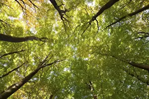 Central Europe Deciduous Forests Drucke: Tree canopies of a beech forest