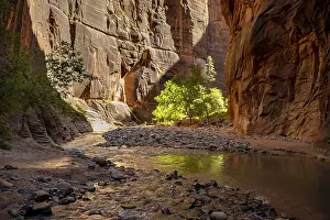 Zion National Park Landscape Drucke: Tree in the Canyon, The Narrows