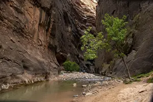 Nature Reserve America Drucke: Tree in the Canyon, The Narrows