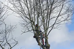 Sport Drucke: Baumkletterer schneiden in einem Baum.