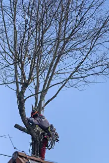 German Forestry Practices Drucke: Tree climbers cutting in a tree