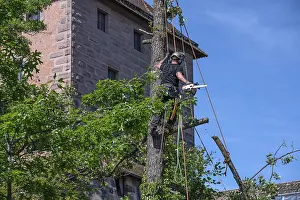 Southern Germany Recreational Activity Drucke: Tree climbers working on a tree