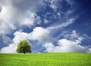 Oak Tree Landscape Drucke: Tree and cloudy sky