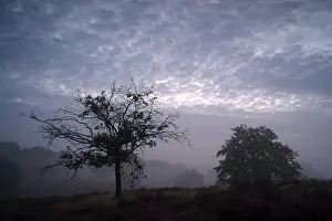 Central Europe Nature Reserve Drucke: Tree and cloudy sky, in front of sunrise