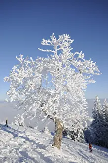 Winter Landscape Europe Drucke: Tree covered in thick snow and ice, Mt
