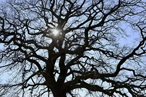Oak Tree Backlight Drucke: Tree crown, oak tree (Quercus) in backlight with sun star