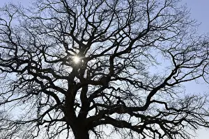 Oak Tree Backlight Drucke: Tree crown, oak tree (Quercus) in backlight with sun star