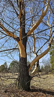 Solitary Tree In Winter Drucke: A tree that has been damaged and debarked by animals over winter