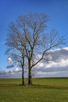 Winter Tree Landscape Drucke: Tree in December