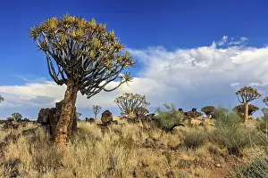 Dry Landscape Photography Drucke: Tree in a dry landscape under a blue sky with clouds