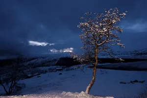 Snowy Scandinavian Landscape Drucke: Tree at dusk at the start of winter