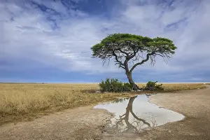 Nature Reserve Photography Drucke: A tree at the edge of the salt pan is reflected in a puddle
