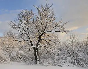 Snow Covered Trees Photo Drucke: Tree in evening light, Peilstein, Lower Austria