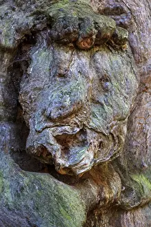 Uninhabited Nature Conservation Area Drucke: Tree face, face-like growth on the trunk of a dead beech