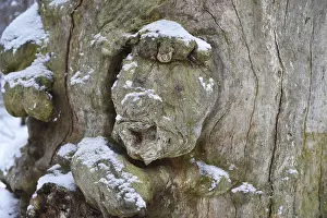 Deciduous Tree Trunk Drucke: Tree face in an old beech in winter