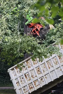 Deserted German Forest Drucke: Tree felling work, summer, Germany