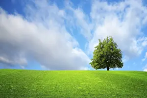 Farmland Scenery Drucke: Tree on the field